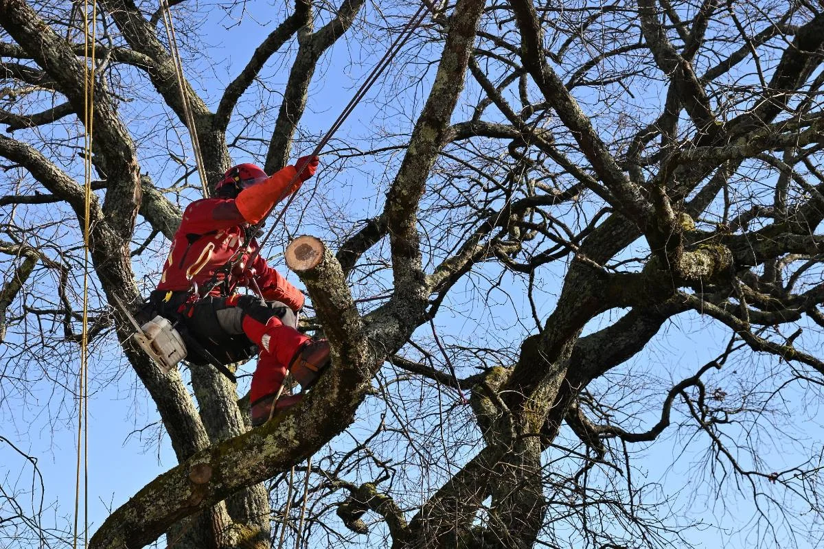 Arboriste en gilet de sécurité travaillant en hauteur sur un arbre